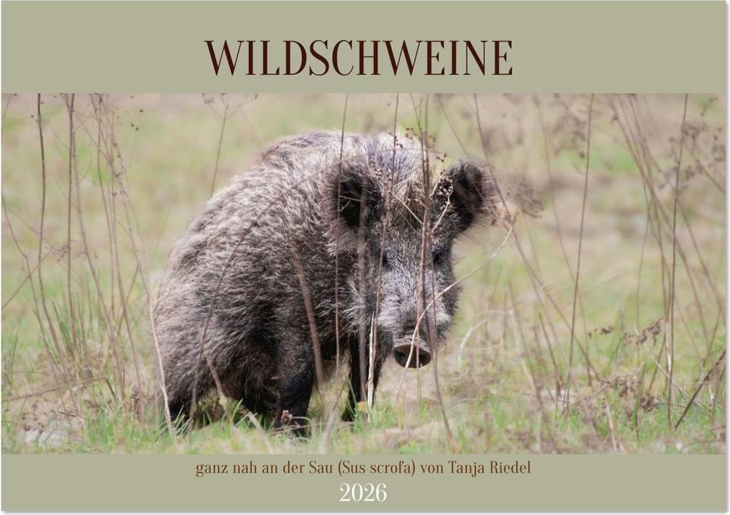 Wildschweine ganz nah an der Sau (Sus scrofa) von Tanja Riedel (Tischkalender 2026 DIN A5 quer), CALVENDO Monatskalender