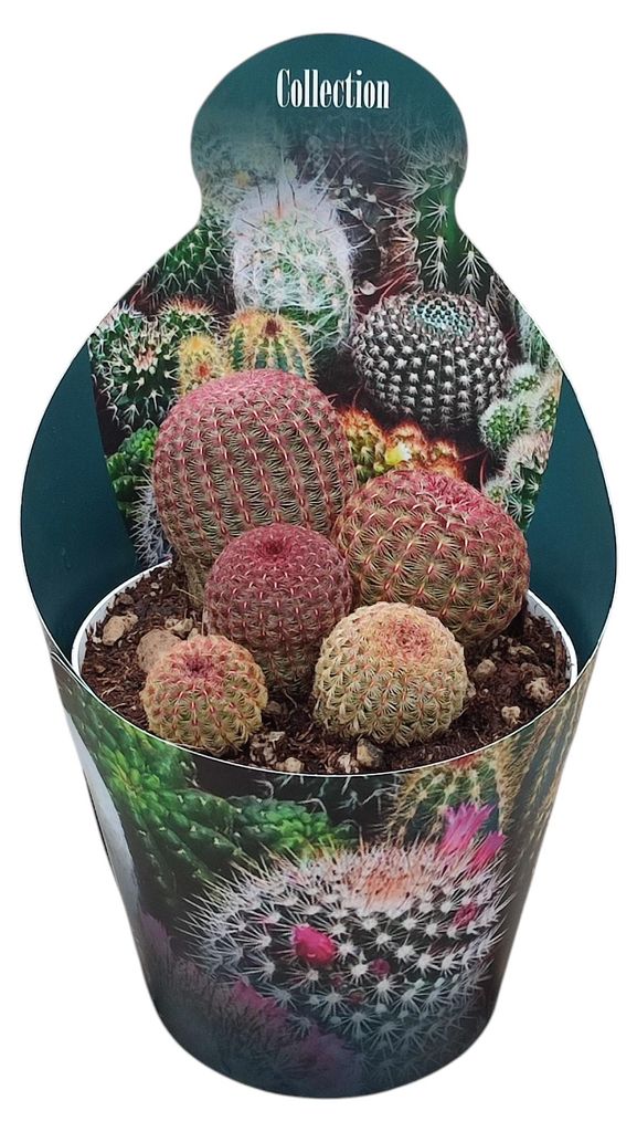 Echinocereus rigidissimus rubrispinus - zeldzame bolcactus Productafbeelding 