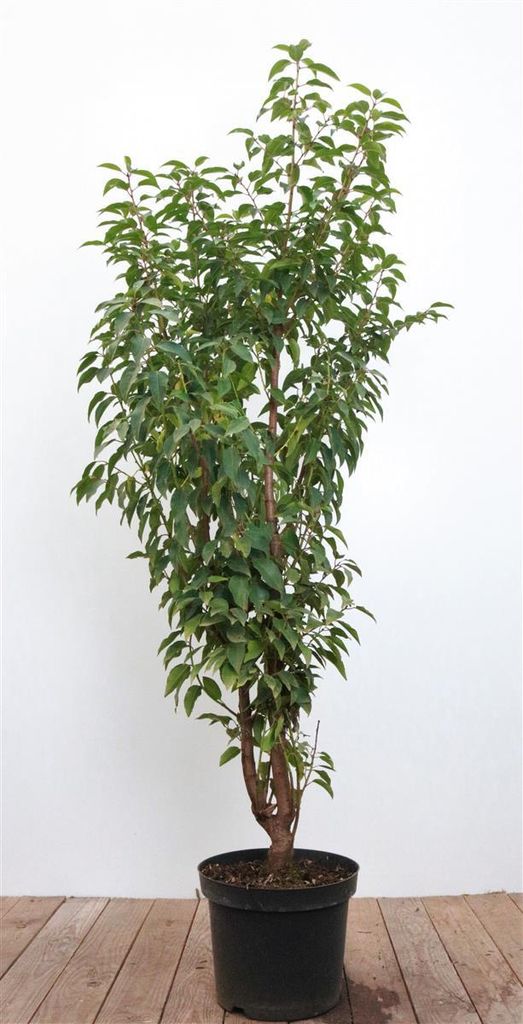 Prunus lusitanica, Portugiesischer Lorbeer, immergrün, 80–100 cm