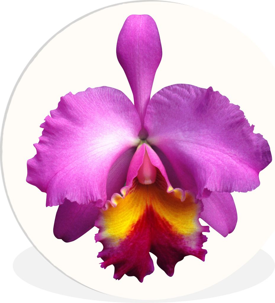 MuchoWow Rundes Wandbild - Runde Bilder Nahaufnahme Orchidee Ø 30 cm Kreis Wanddekoration Kunststoff - Wandkreis - Wandschmuck - Schlafzimmer - ...
