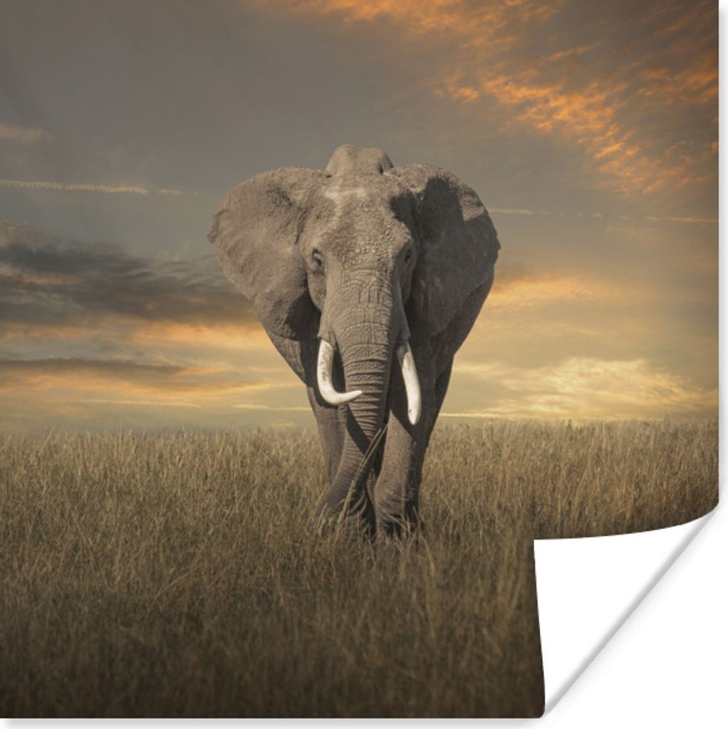 MuchoWow Poster Weidender Elefant 75x75 cm - Wand Dekoration