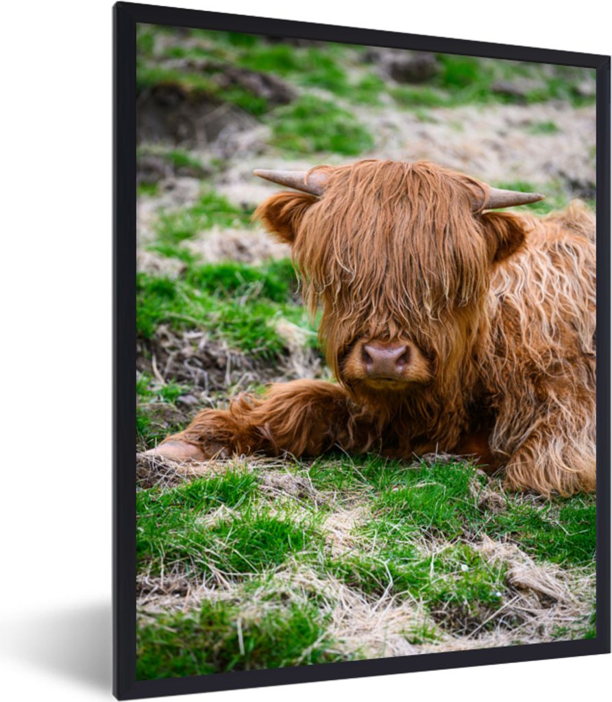 MuchoWow Gerahmtes Poster Schottischer Highlander - Heu - Gras 60x80 cm - Poster mit Schwarzem Bilderrahmen Wandposter Rahmen Foto Bilder - Premi...
