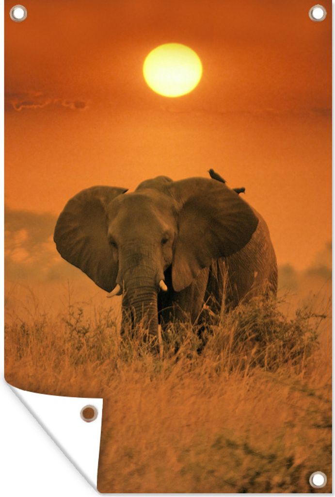 MuchoWow 80x120 cm Outdoor-Poster Gartendeko Sichtschutz Garten Poster für den Garten Elefant im Sonnenaufgang