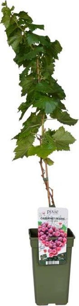 Vitis Pixie ‚Cabernet Franc‘ – Mini Weinrebe, Zwergweinrebe 50–70 cm, robuste Topfpflanze für Garten, Terrasse & Balkon