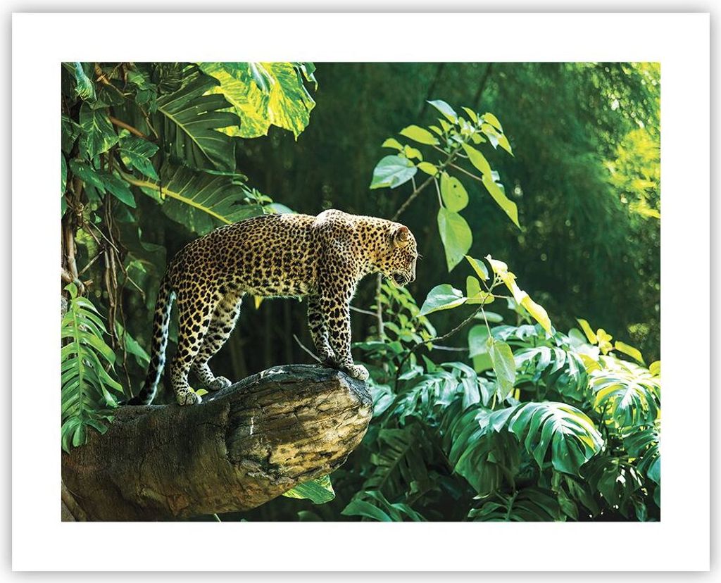 Poster - Poster ohne Rahmen - Dschungel Leopard Panther - 50x40 cm - Wand Bild - Wanddeko - Wandbilder - Kunstposter - Wandposter - Bilder - Kunstd...