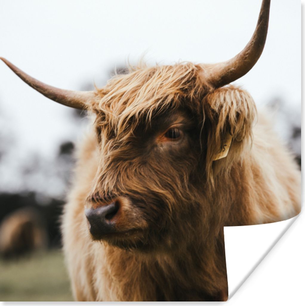 MuchoWow Poster Schottischer Highlander - Tiere - Hörner 75x75 cm - Wand Dekoration