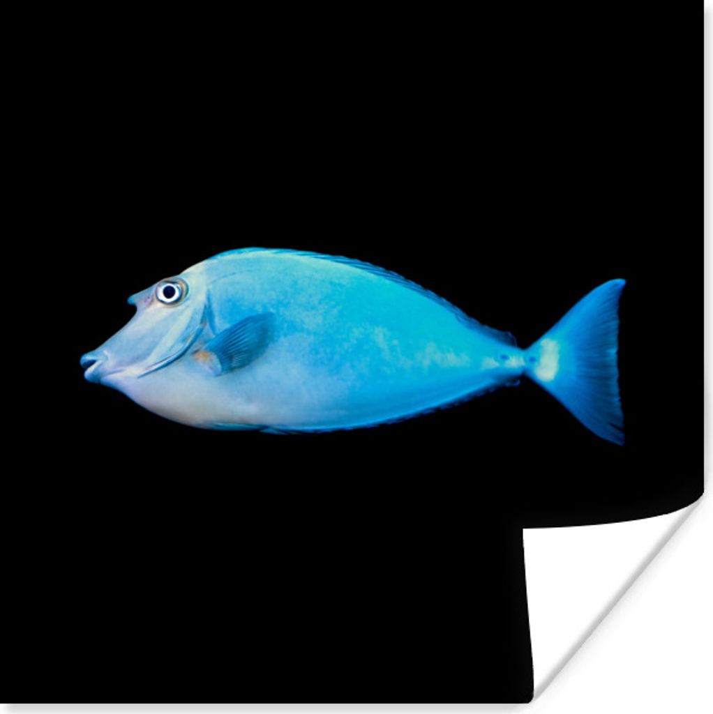 MuchoWow Poster Fische - Meerestiere - Schwarz 100x100 cm