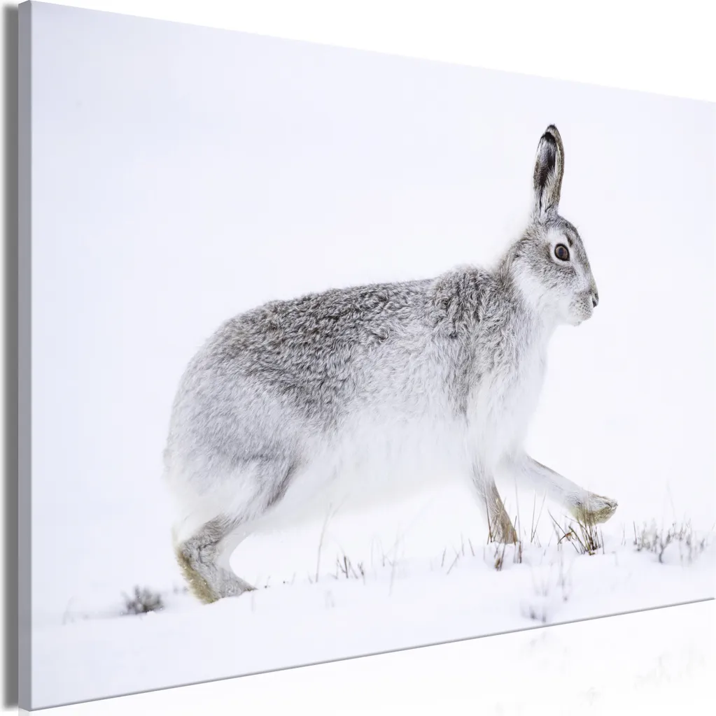 Quadro Lepre su Tela 120x80 cm - Decorazione Murale Italiana g-B-0123