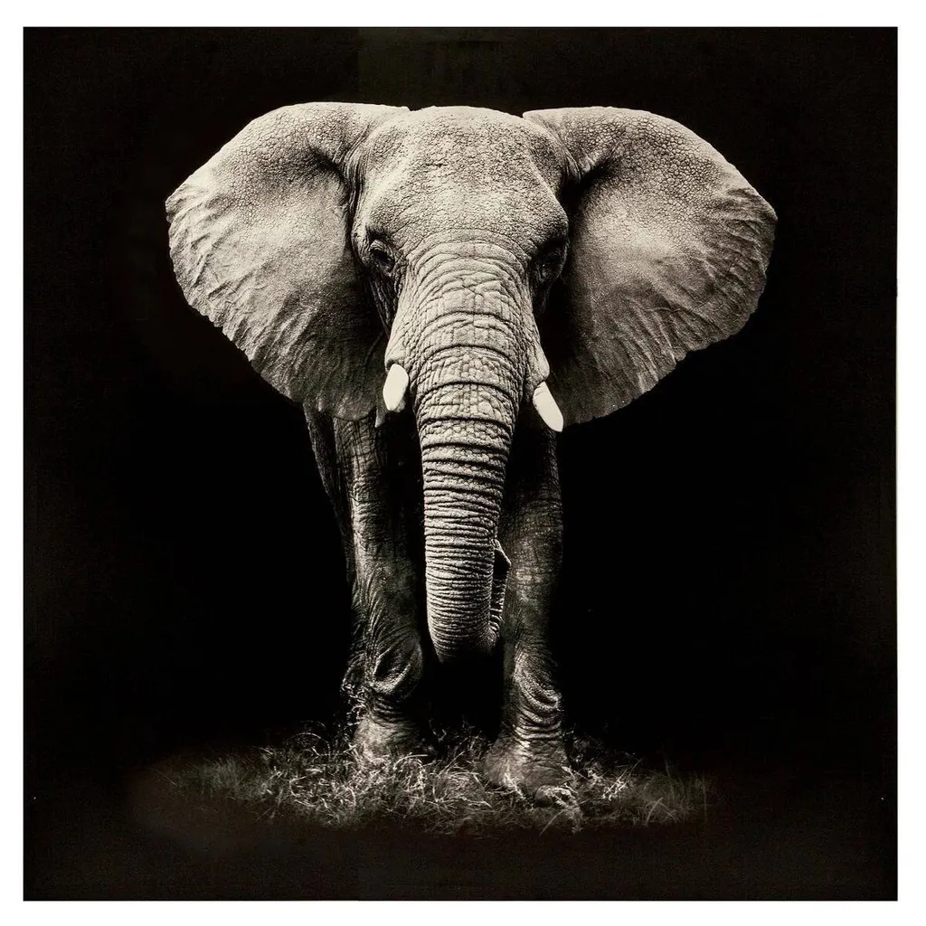 Toile imprimée Éléphant 100x100 cm Atmosphera - Tableau déco carrée