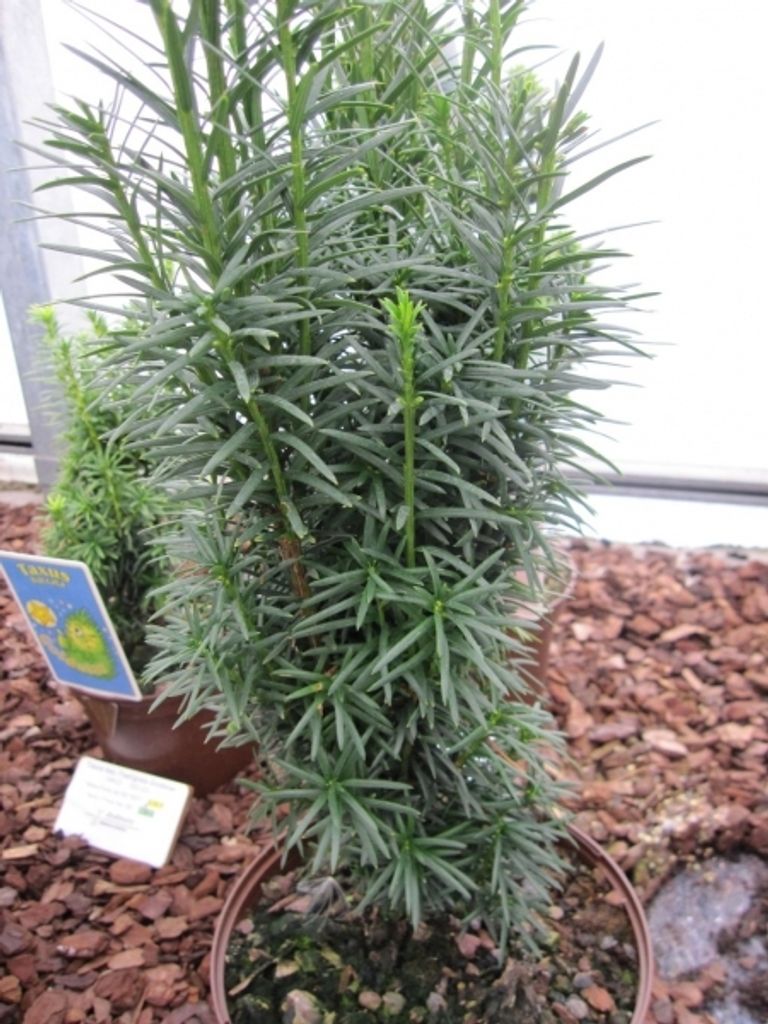 Taxus baccata fastigiata Sibirica - Säuleneibe Sibirica - 30-40