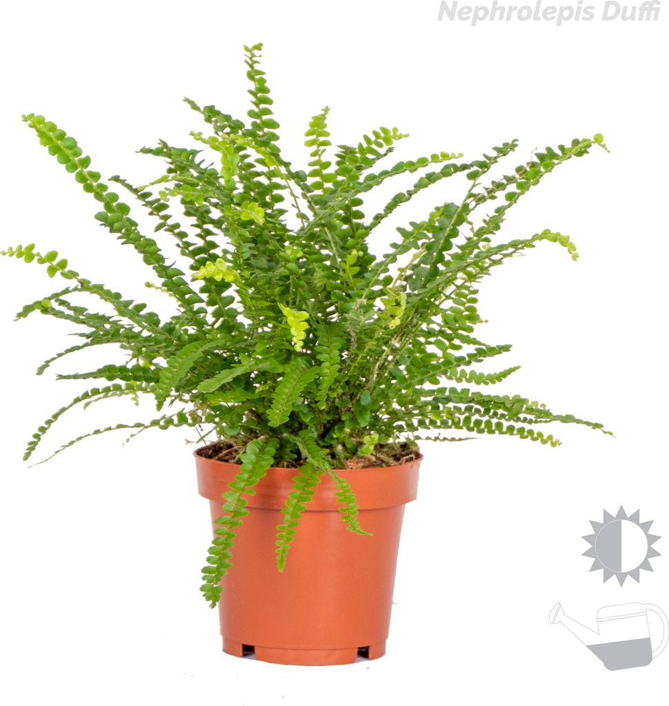 Bloomique - 3er-Mix - Luftreinigende Farne - Asplenium,