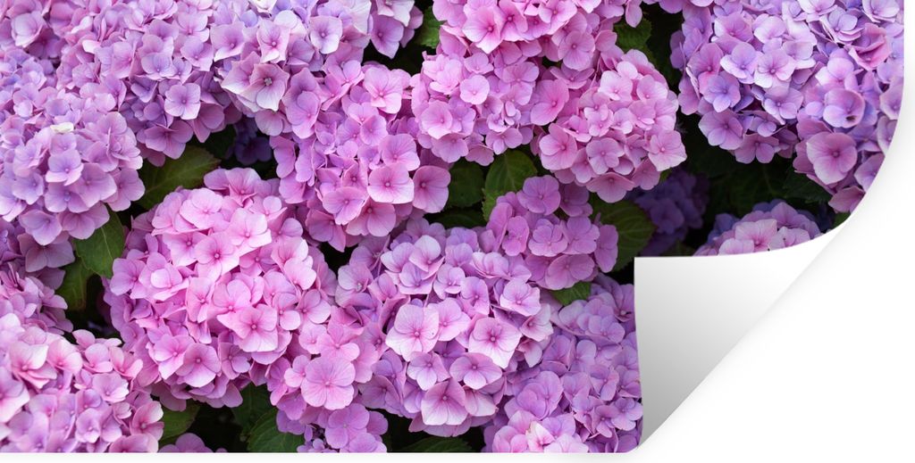 MuchoWow Wandtattoo Wandsticker Wandaufkleber Blumen - Hortensie - Strauch - Rosa - Blütenblätter 40x20 cm Selbstklebend und Repositionierbar -...
