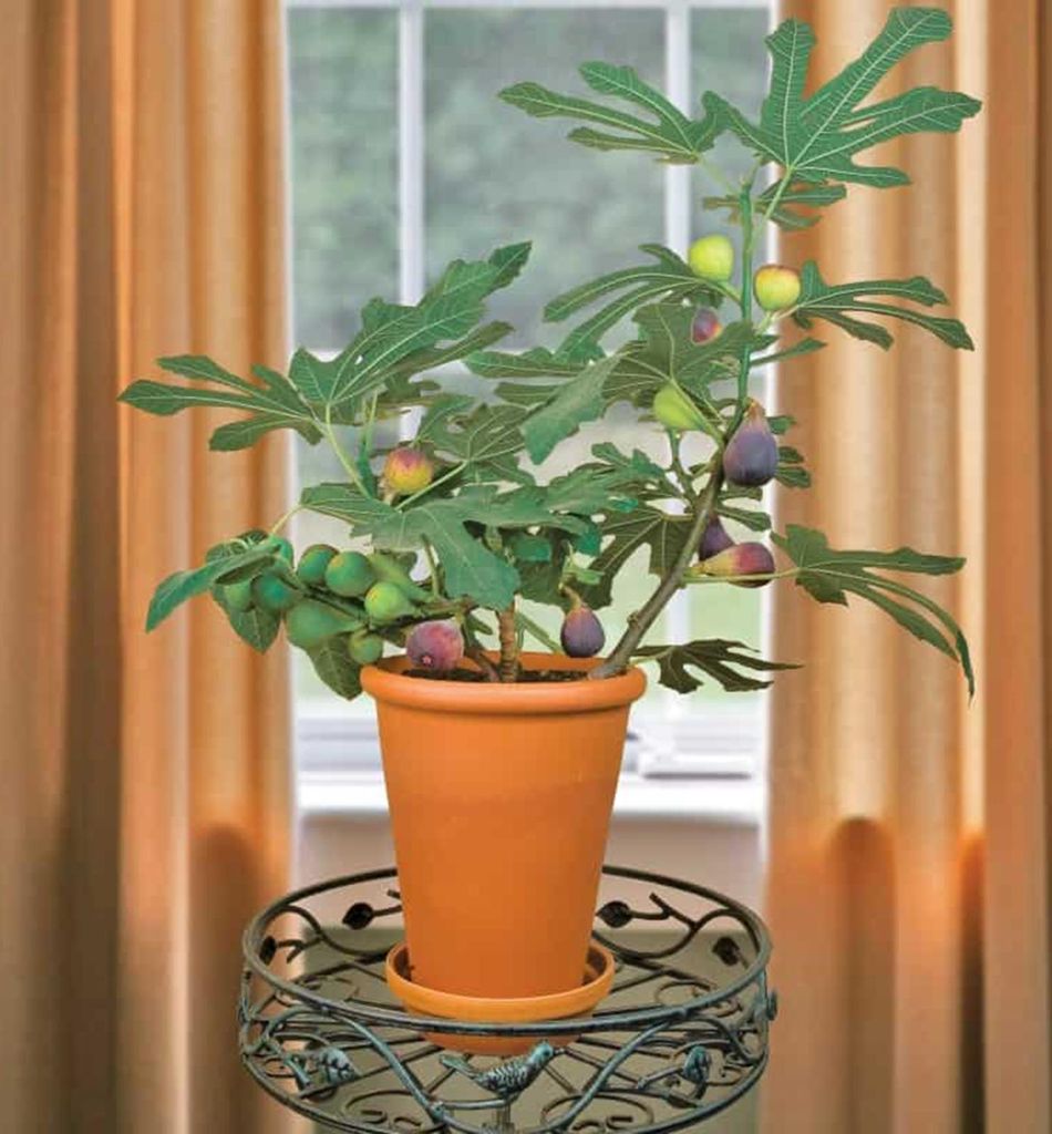 Feigenbaum ́LITTLE MISS FIGGY ́ 15-20 cm, Cont. 2,5 l