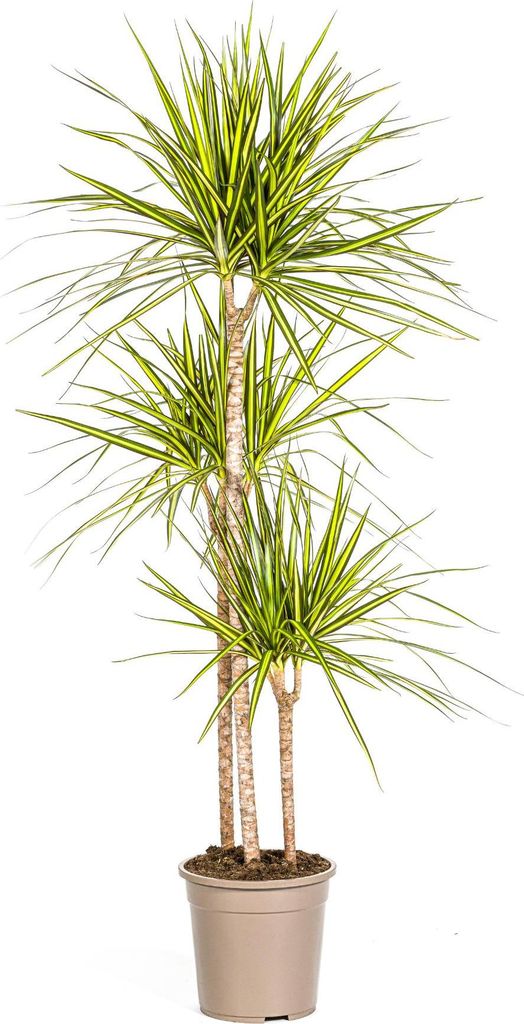 Smocze drzewo - Dracaena marginata "Sunray" - Sunray - Zdjęcie produktu 