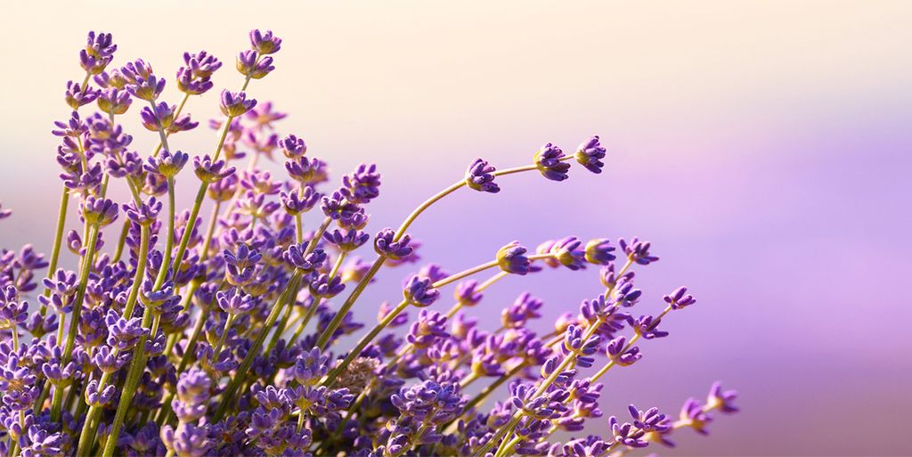 Tulup Leinwandbild - 140x70 cm - Wandkunst - Drucke auf Leinwand - Leinwanddruck - Blumen & Pflanzen - Lila - Lavendel