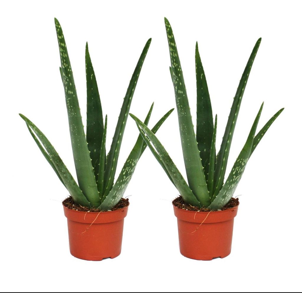2er-Set – Aloe vera – ca. 2 Jahre alt – 10,5 cm Topf Produktbild 