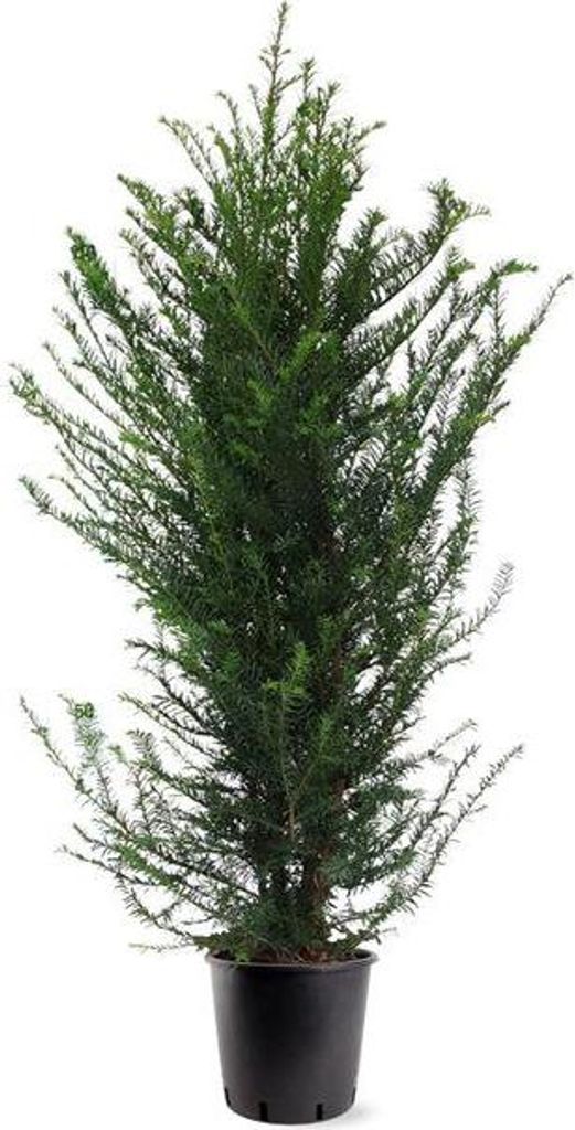 If Taxus baccata Haie d'env. 140 cm - Plante de haie à Image du produit 