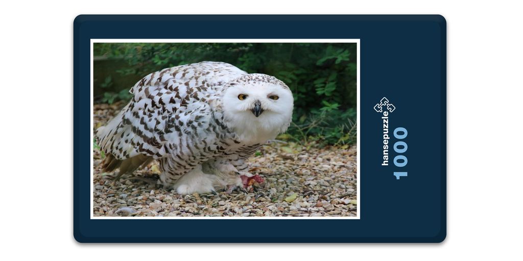 hansepuzzle 16158 - Schnee-Eule Puzzle, 1000 Teile, Tierwelt, 60,0 x 46,0cm mit hochwertiger Aufbewahrung, Kartonbox und wiederverschließbarem Beutel