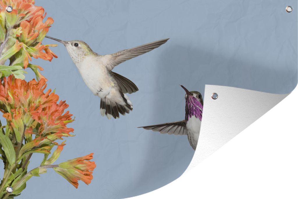 MuchoWow 120x80 cm Outdoor-Poster Gartendeko Sichtschutz Garten Poster für den Garten Kolibri - Blumen - Vögel