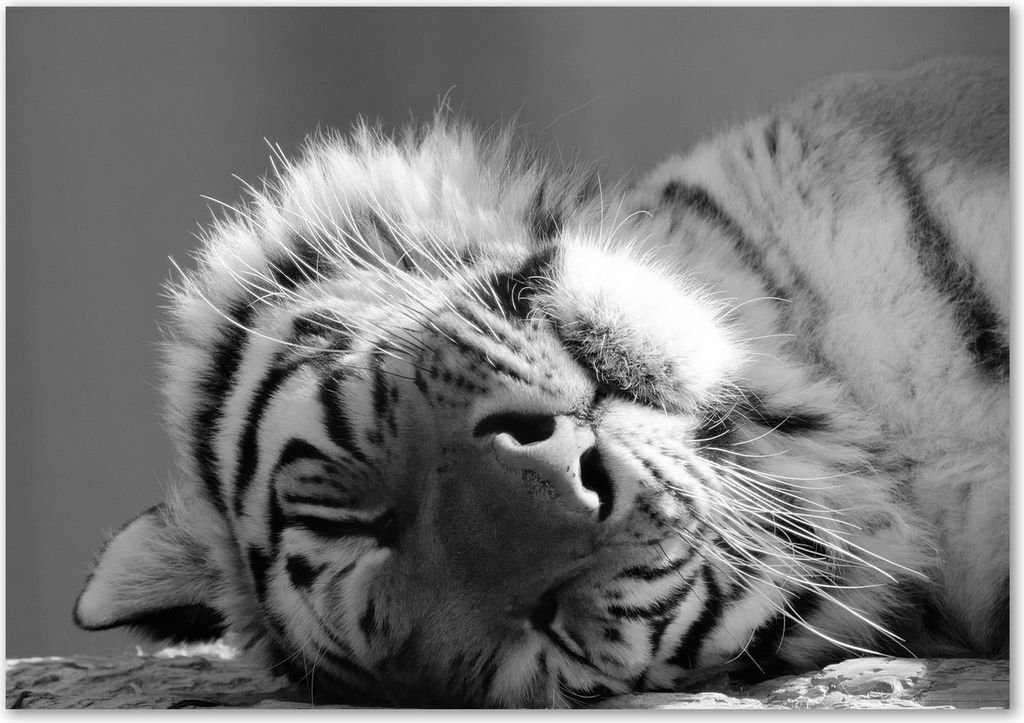 Tulup Leinwandbild - 100x70 cm - Wandkunst - Drucke auf Leinwand - Leinwanddruck - Tiere - Schwarzweiß - Müder Tiger