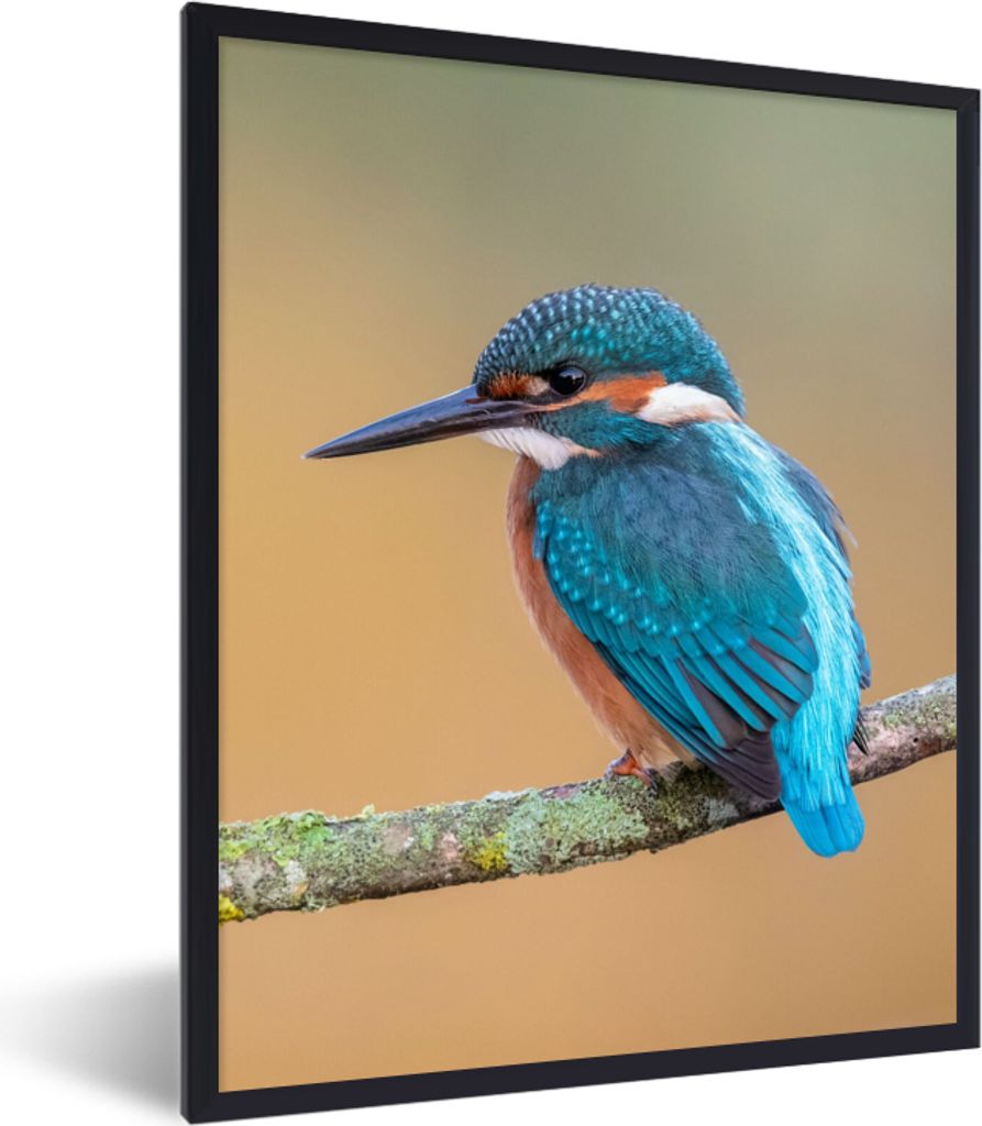 MuchoWow Gerahmtes Poster Vogel - Eisvogel - Tiere - Zweig 60x80 cm - Poster mit Schwarzem Bilderrahmen Wandposter Rahmen Foto Bilder - Premium -...