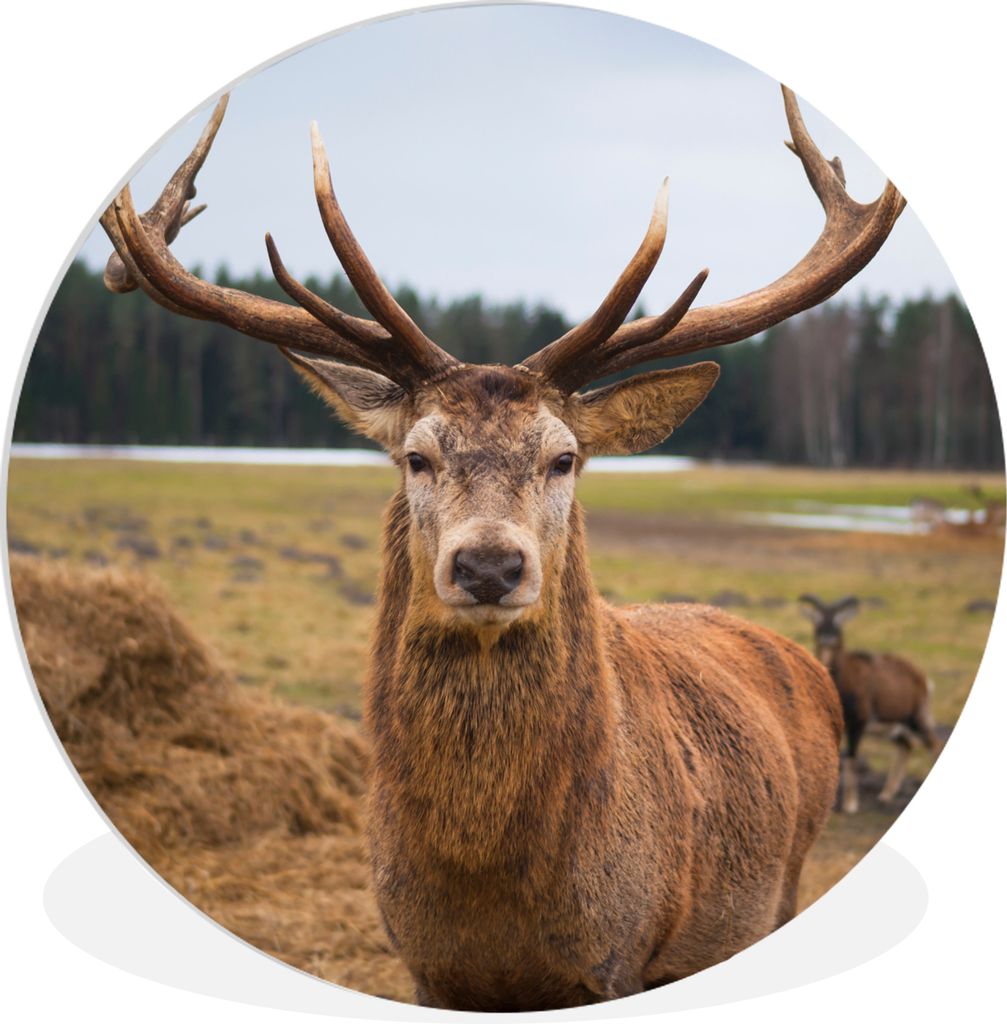 MuchoWow Rundes Wandbild - Runde Bilder Rotwild - Natur - Wiese Ø 30 cm Kreis Wanddekoration Kunststoff - Wandkreis - Wandschmuck - Schlafzimmer...