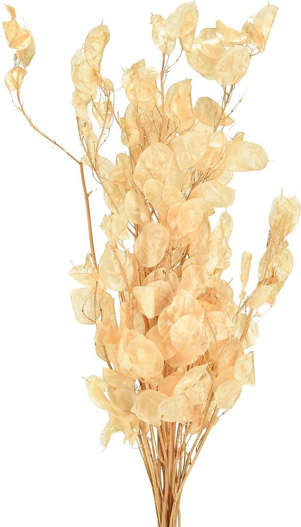 Silberblatt Champagner Deko Lunaria 65-70cm Trockenblumen