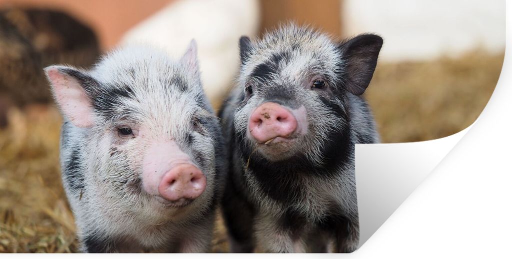 MuchoWow Wandtattoo Wandsticker Wandaufkleber Schwein - Tiere - Ferkel 120x60 cm Selbstklebend und Repositionierbar - Sticker - Dekorfolie