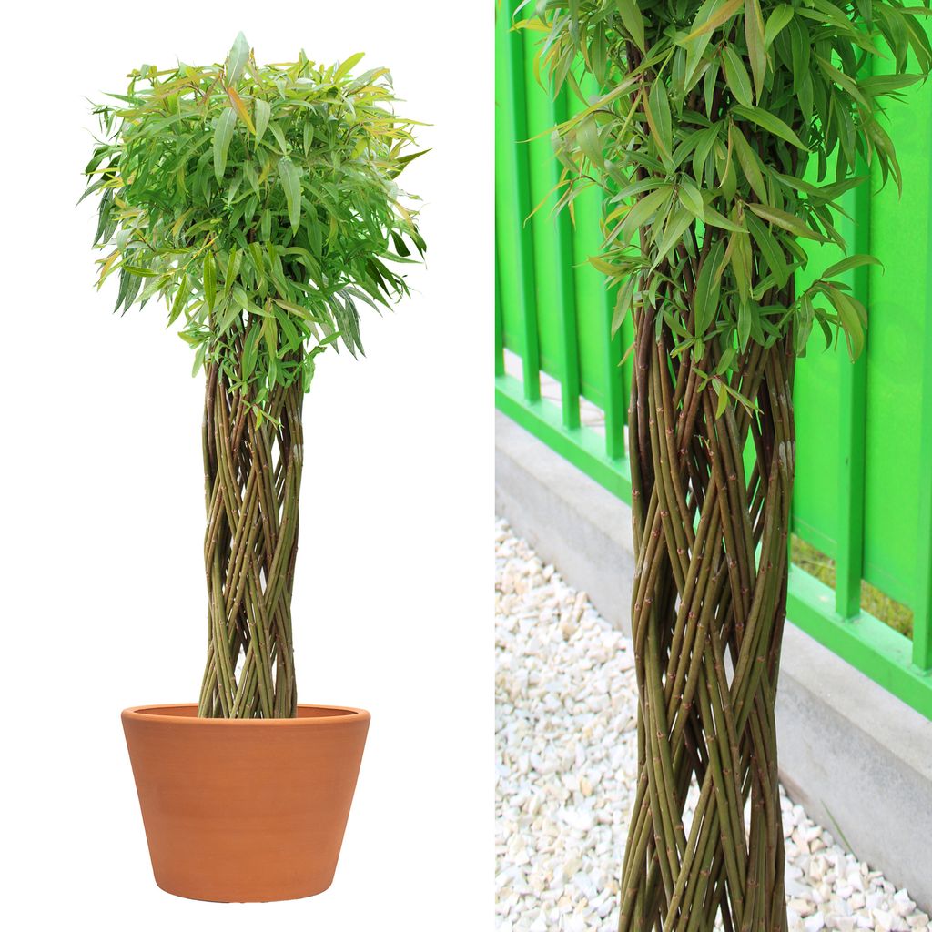 Geflochtene Weide 100 cm - Geflochtener Weidenbaum | Winterhart & Pflegeleicht - Ideal für Garten, Balkon & Terrasse