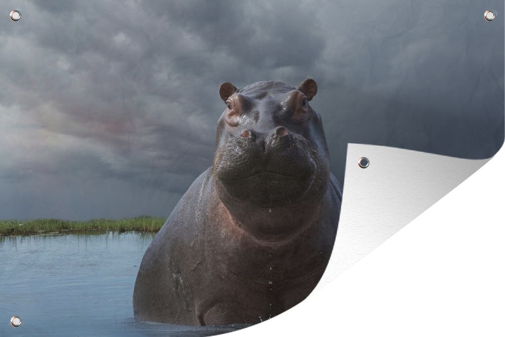 MuchoWow 90x60 cm Outdoor-Poster Gartendeko Sichtschutz Garten Poster für den Garten Nilpferd - Wasser - Wolken