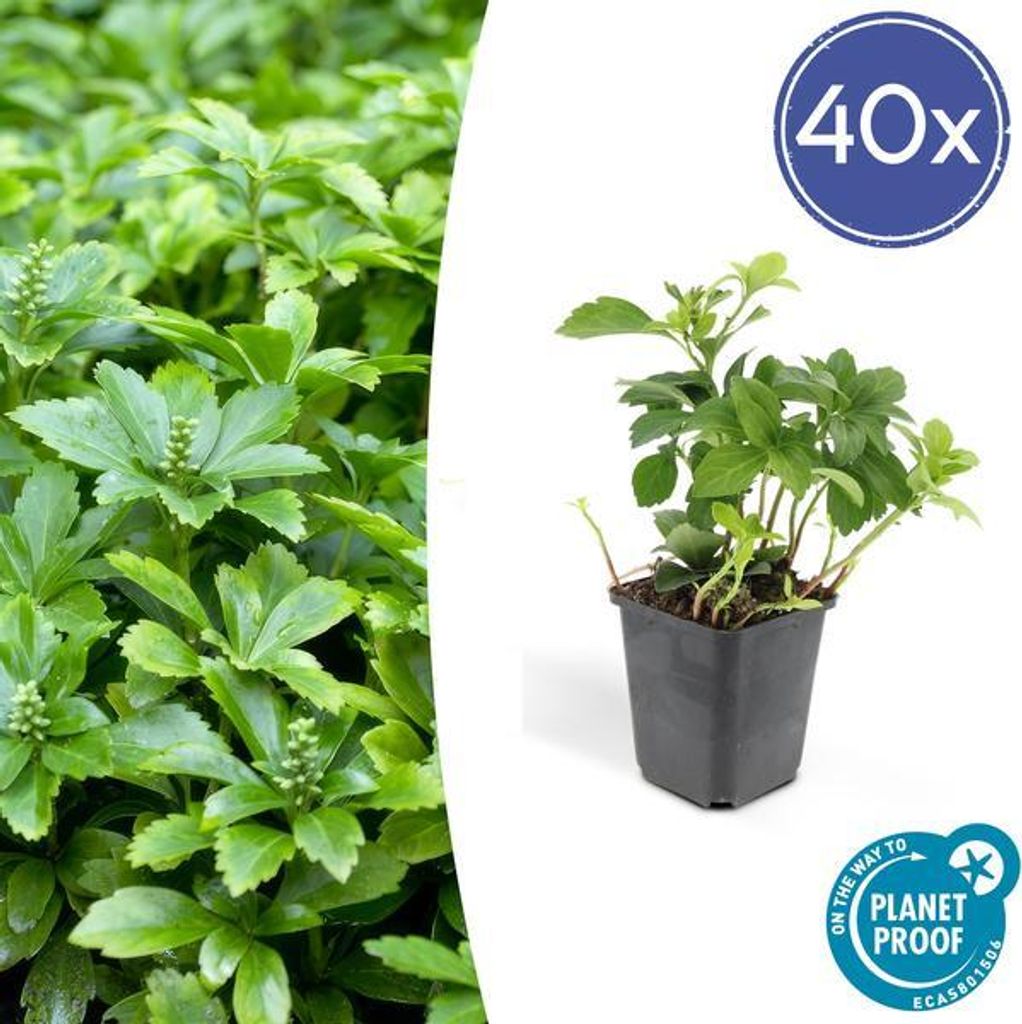Pachysandra terminalis 'Green Carpet' – 40 Pflanzen – Schattengrün – Immergrün – Bodendecker für Schatten – Weiße Blüten – Pflegel...