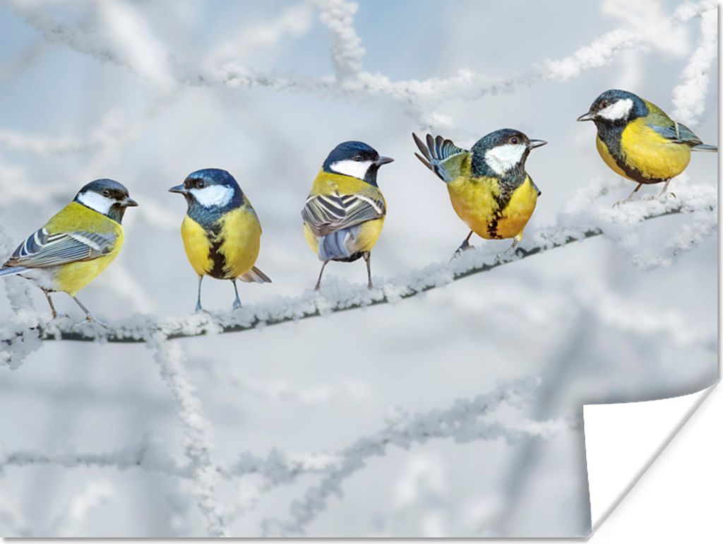 MuchoWow Poster Vogel - Kohlmeise - Winter - Schnee - Zweige 80x60 cm - Kunst für zu Hause