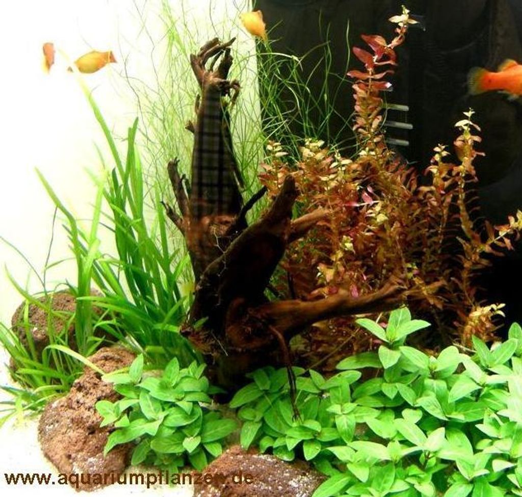 Nano 6, Aquarien Pflanzen Set, Nanoaquarium 20-30l