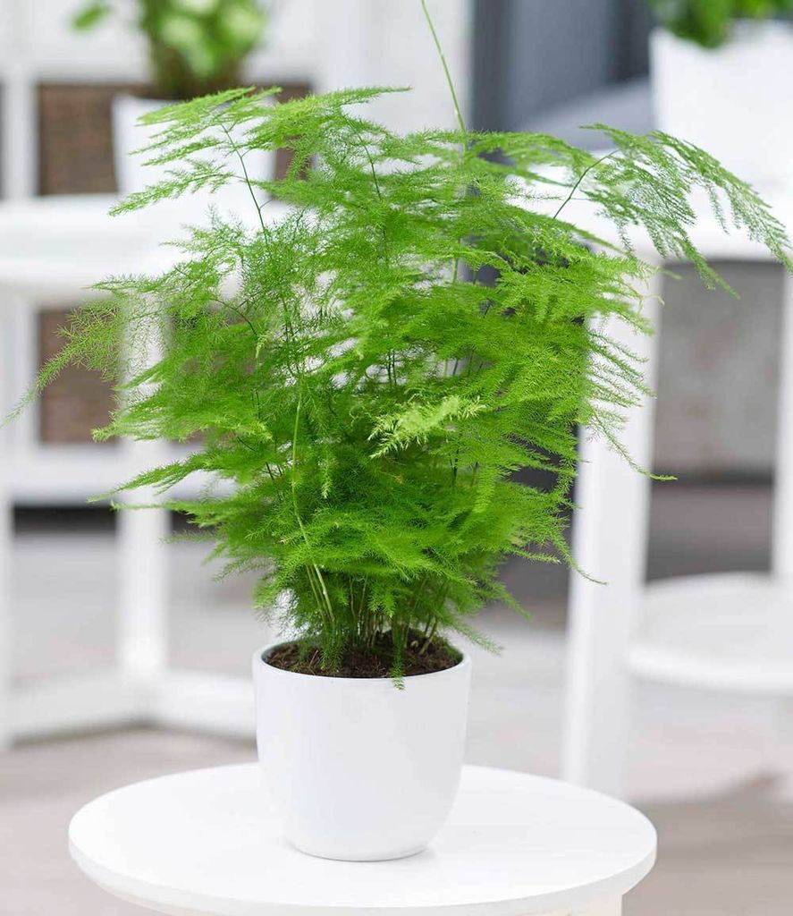 BALDUR Garten 1x Asparagus Plumosa, Pflanze im 12 cm-Topf, Produktbild 