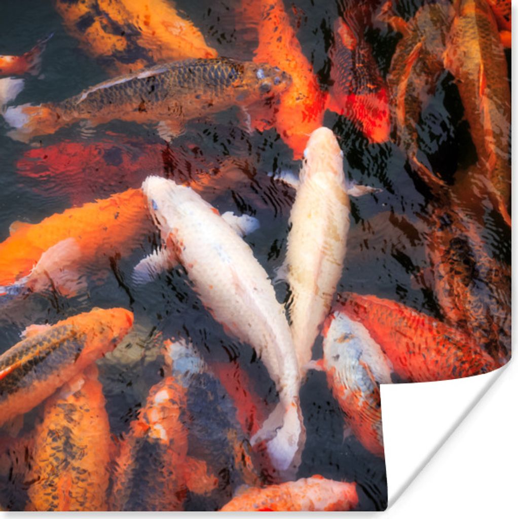 MuchoWow Poster Ein Teich mit Koi-Karpfen von oben 100x100 cm - Babyzimmer