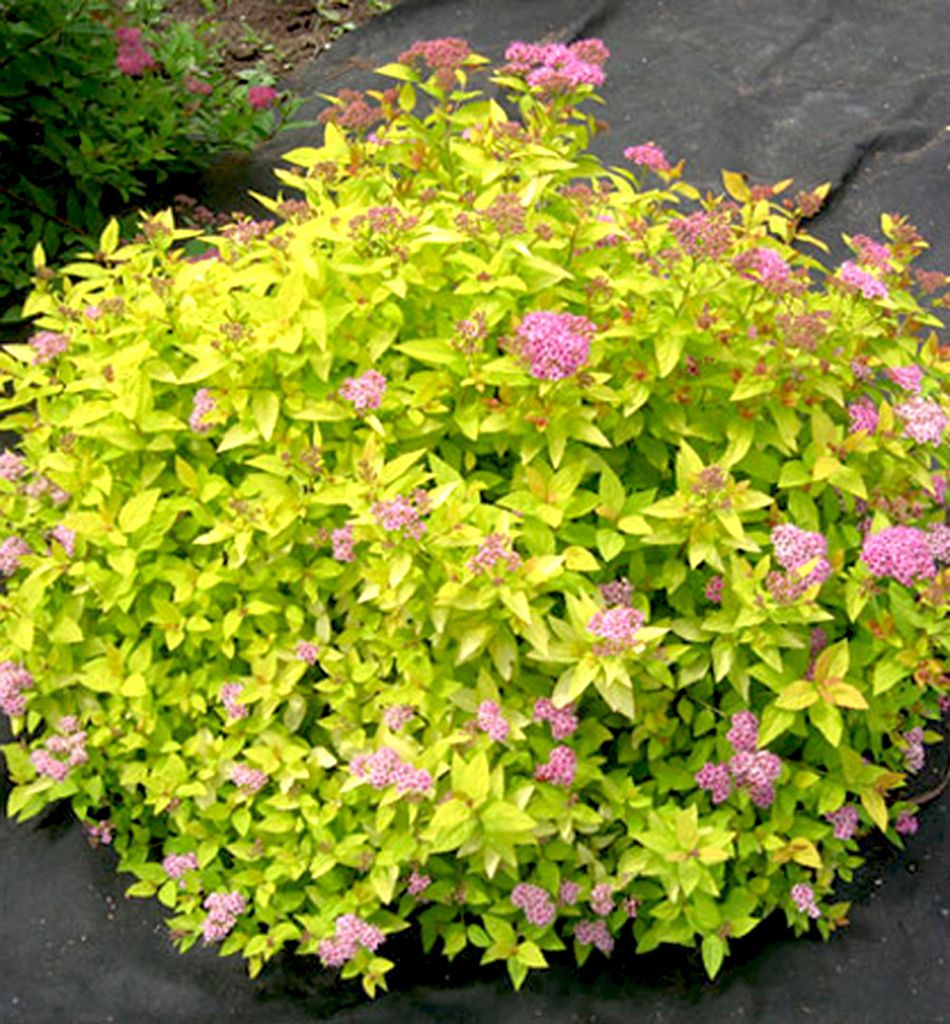 Sommerspiere ´GOLDEN PRINCESS´ 10-15 cm, Cont. 1,4 l Produktbild 