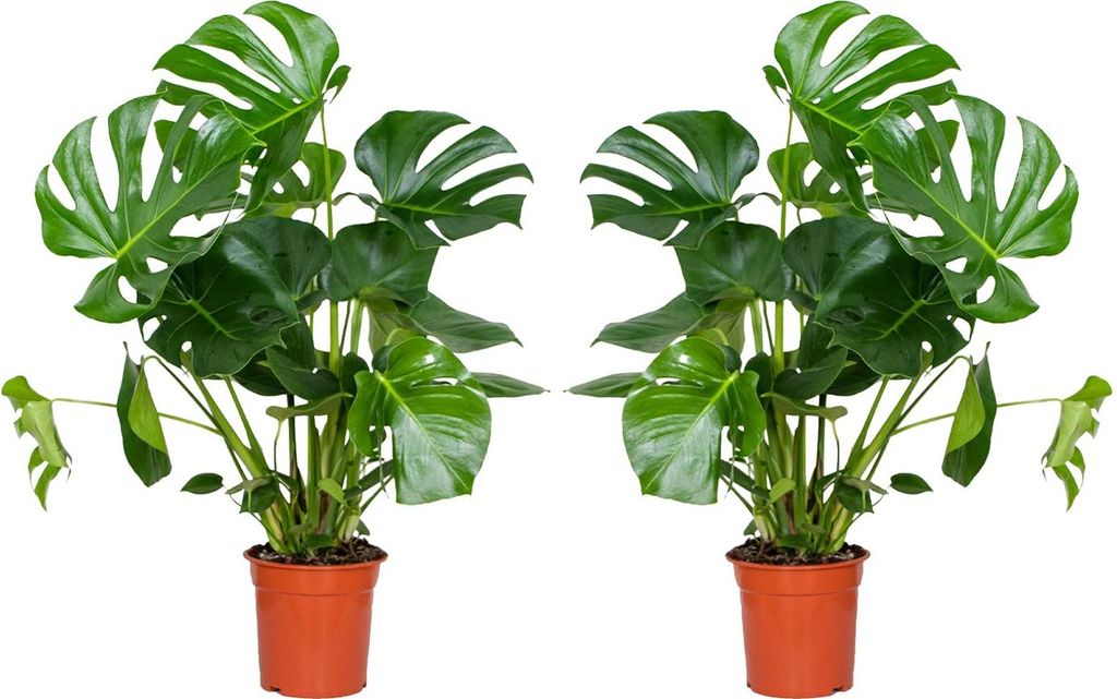 Bloomique - Lot de 2 - Monstera Deliciosa - Plante-gruyère Image du produit 