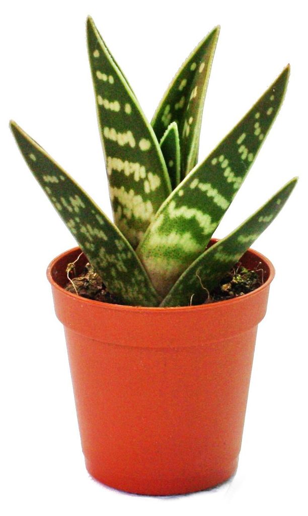 Aloe variegata – Aloe vera – tygří aloe – středně velká Obrázek produktu 