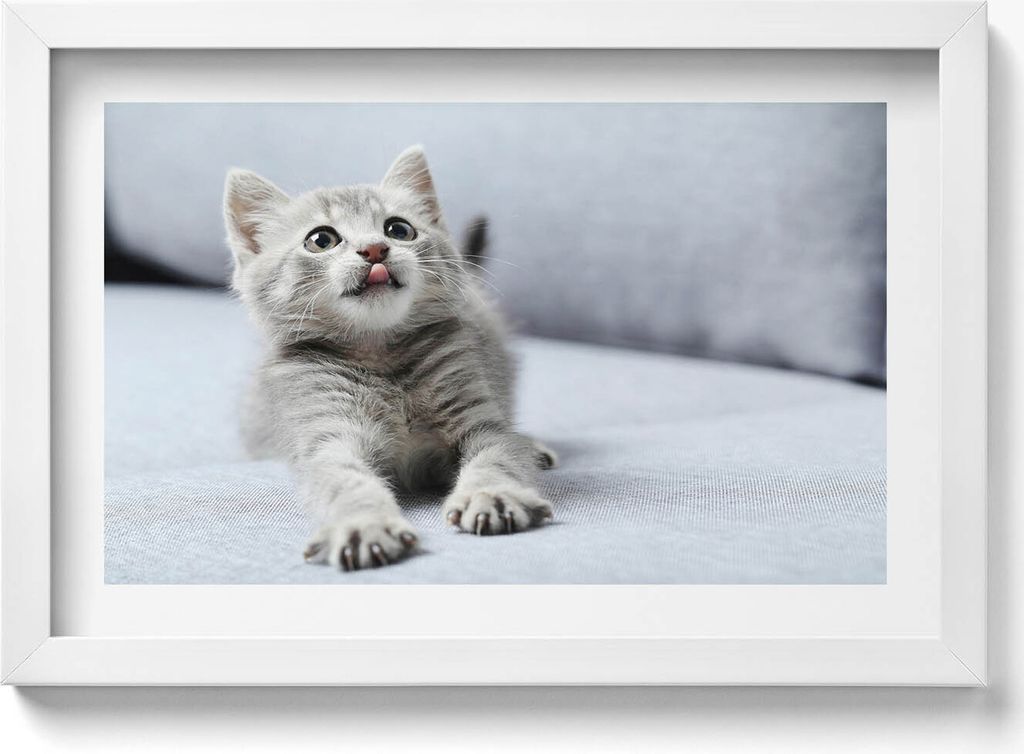 Niedliche kleine Katze auf Sofa– Wandbild mit Rahmen – Gerahmtes Bild – Wanddekoration – 30x20 cm – Weiß Rahmen