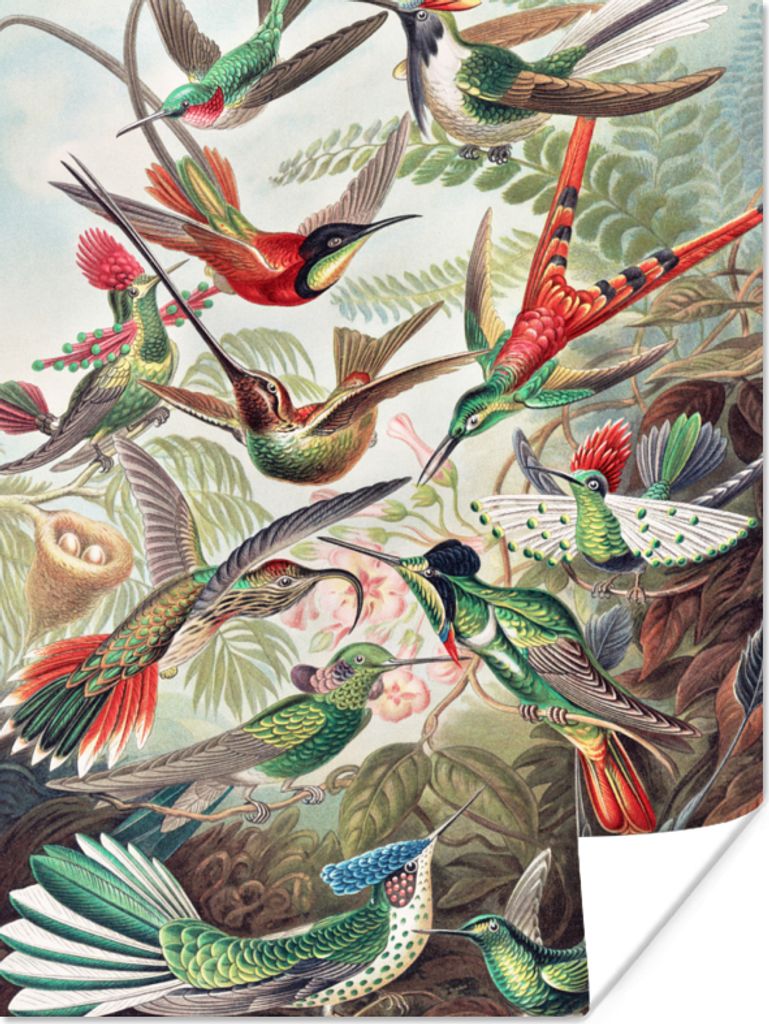 MuchoWow Poster Kolibri - Vintage - Ernst Haeckel - Vogel - Kunst - Natur 60x80 cm - Schlafzimmer Dekoration