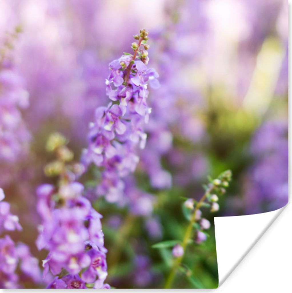 MuchoWow Poster Nahaufnahme von ganzem Lavendel in einem Feld 100x100 cm - Babyzimmer