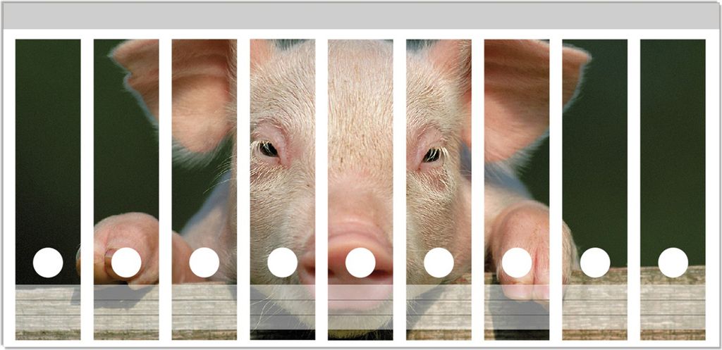 Wallario Ordnerrücken Sticker, selbstklebend für breite Ordner, 9 Stück, Motiv Süßes Ferkel auf dem Bauernhof in Nahaufnahme