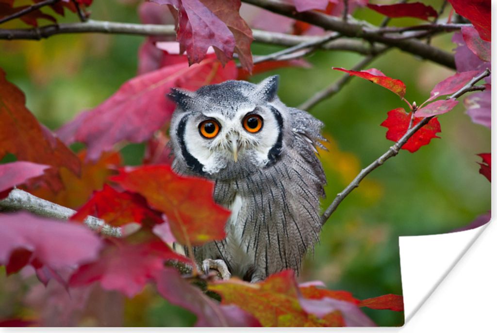 MuchoWow Poster Eule - Vogel - Laub - Herbst 60x40 cm - Schlafzimmerdekoration