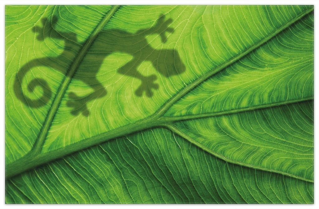 Wallario Premium Teppich, Größe 90 x 140 cm, Gecko Schatten auf grünem Blatt - Umriss