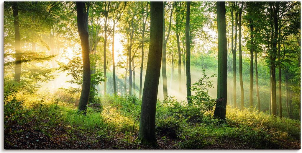 ARTland Leinwandbild Herbst im Wald II Größe: 40x20 cm Produktbild 