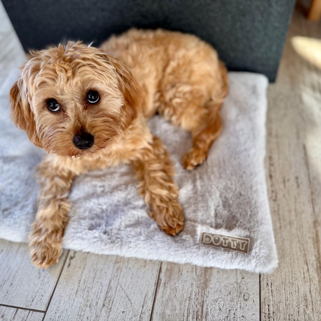 Fellmatte für Hunde, waschbar & rutschfest – Hundematte für Auto, Hundebox, Sofa – Reisebett für kleine & große Hunde - Graues weiches Fell...