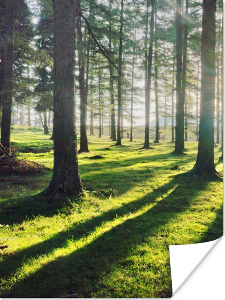 MuchoWow Poster Bäume - Natur - Wald 30x40 cm - Wandplakat - Poster Kinderzimmer