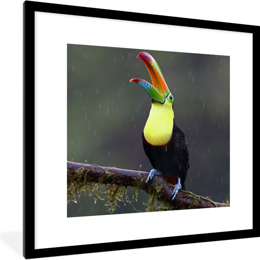 MuchoWow® Gerahmtes Poster Tukan im Regen 40x40 cm - Poster Produktbild 