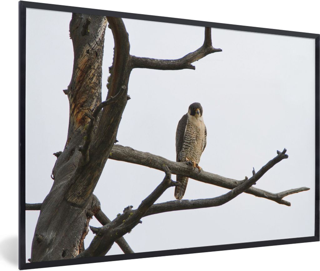 MuchoWow Gerahmtes Poster Wanderfalke - Baum - Äste 30x20 cm - Poster mit Schwarzem Bilderrahmen Wandposter Rahmen Foto Bilder - Kunstdruck - Bi...