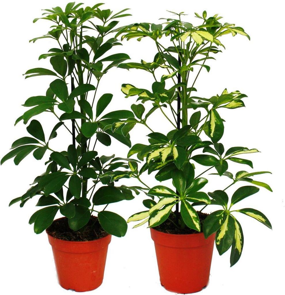 Radiant Aralia Duo - Schefflera - bialo-zielone liscie - Zdjęcie produktu 
